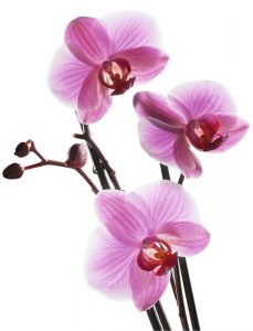 Orchidee-201020431140
